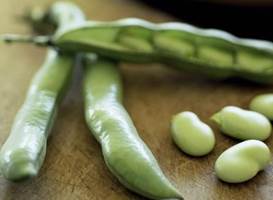 10 فاید چشمگیر باقلا برای سلامتی